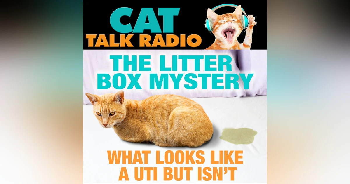 The Litter Box Mystery: What Looks Like a UTI but Isn't