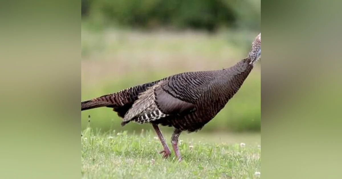 Episode 35: Top 10 Holiday Turkeys