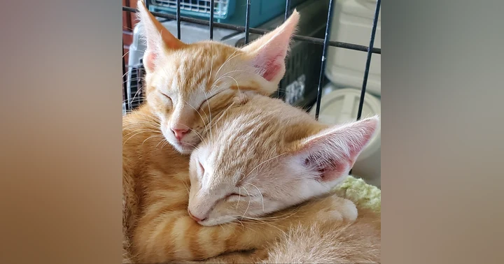 image for Managing Unwanted Cat Behaviors: A Compassionate Approach