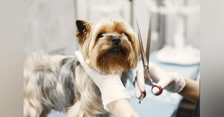 image for Stress-Free Grooming Is a Community Strategy