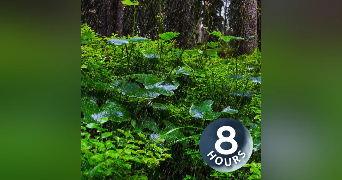 Sleep Sounds of Rain in Lush Forest | 8 Hour Relaxing Rainstorm Forest Sounds