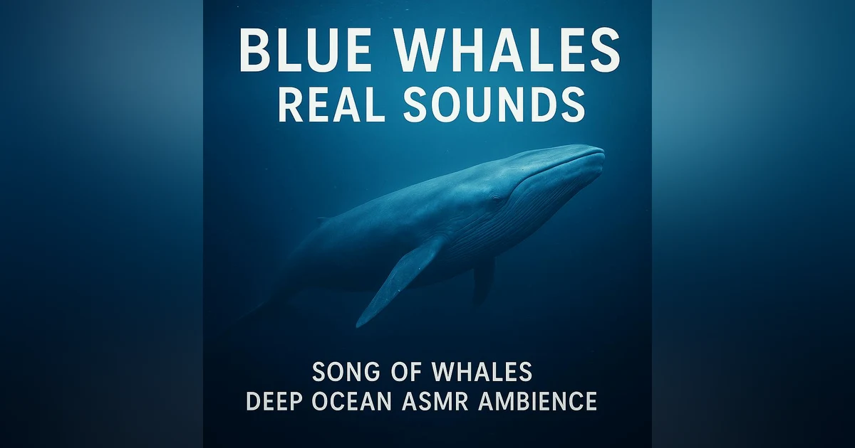 Blue Whales Real Sounds | Song of Whales Deep Ocean ASMR Ambience