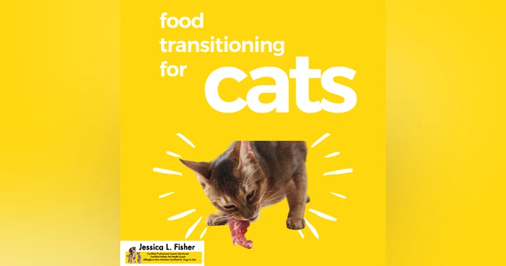 image for How To Change Your Cat's Food: A Step-By-Step Guide