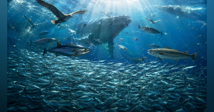 image for What Happens When We Fish the Ocean’s Food Supply?
