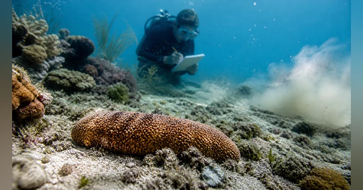 image for Why Sea Cucumbers Matter More Than You Think