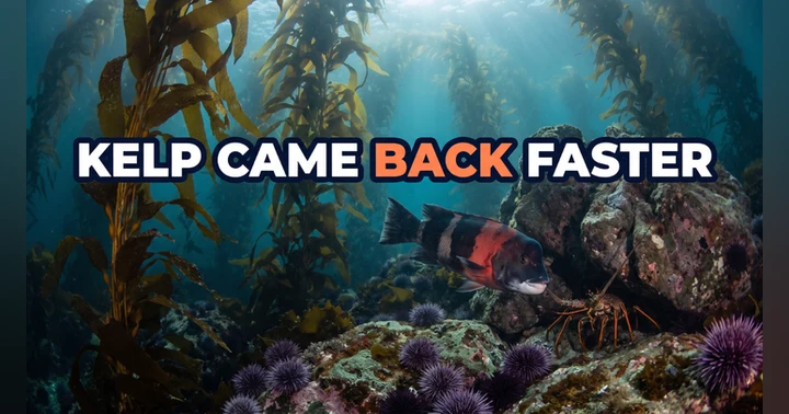 image for The Blob Hit California's Kelp. Protected Kelp Came Back Faster.