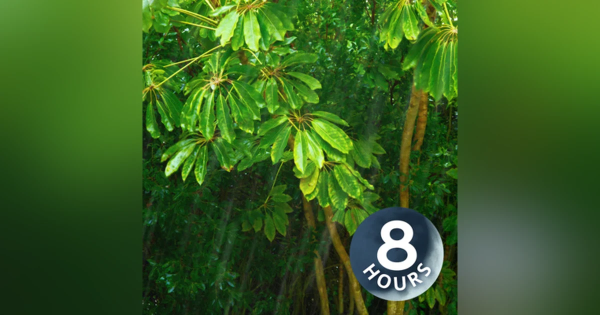 Tropical Rainstorm Sounds for Sleeping or Studying | White Noise 8 Hours