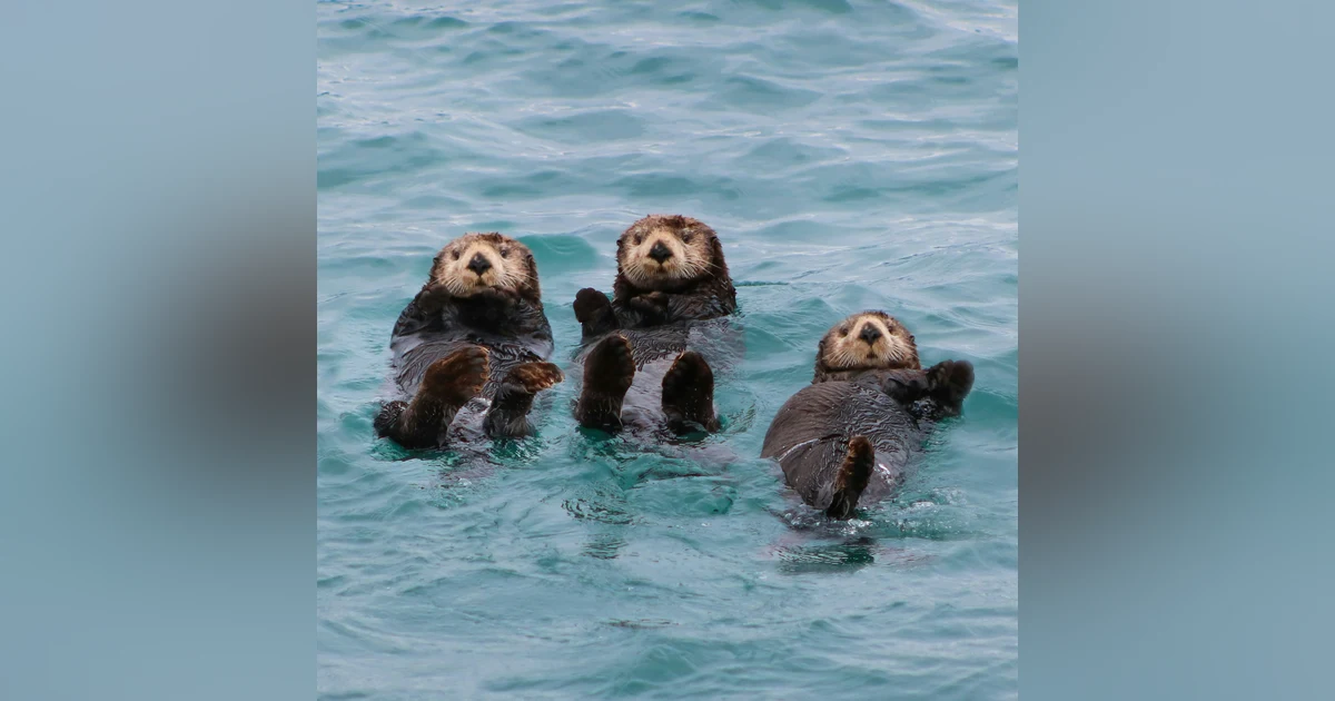 Saving California: How 30x30 Is Growing the Conservation Movement in the Golden State