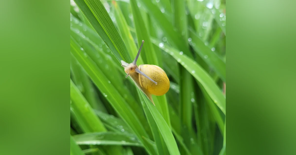 Snails