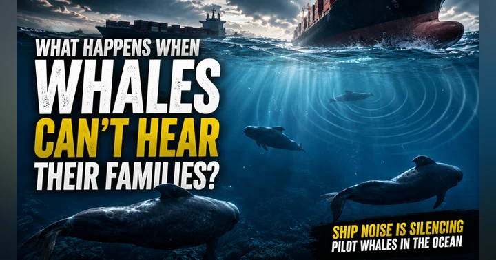 image for What Happens When Whales Can’t Hear Their Families?