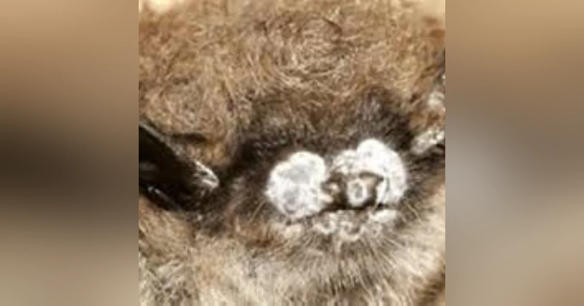 S6 E6: Excuse Me, But You Have Something On Your Nose: The Story of White Nose Syndrome