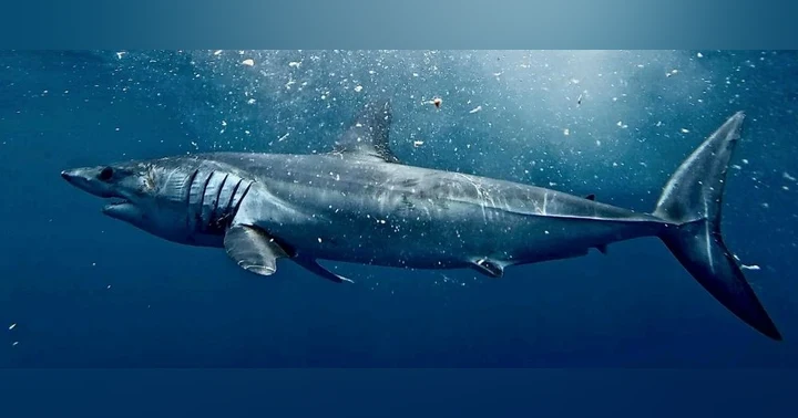 image for When the Hunter Becomes the Hunted: Fly Fishing for Mako Sharks