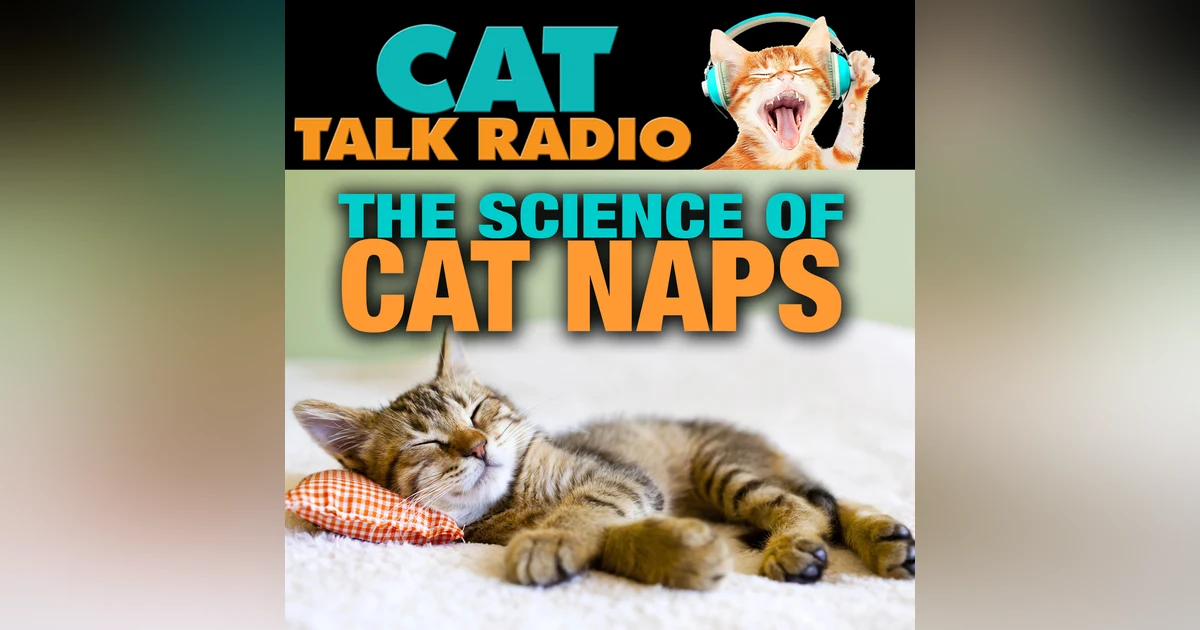 The Science of Cat Naps: Sleep Cycles Explained