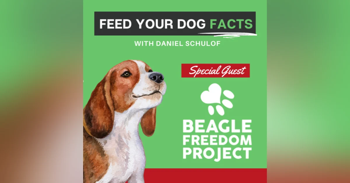 Special Guest: Beagle Freedom Project with Melissa McWilliams
