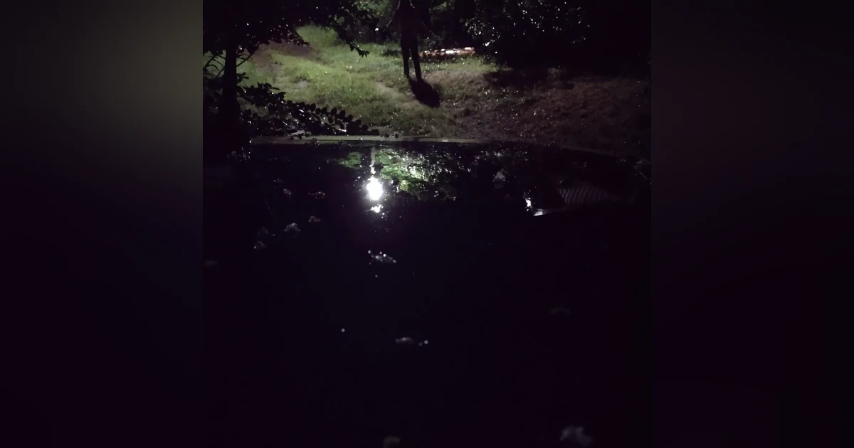 How to watch crape myrtle flowers fall like rain w/ Be Not Afraid