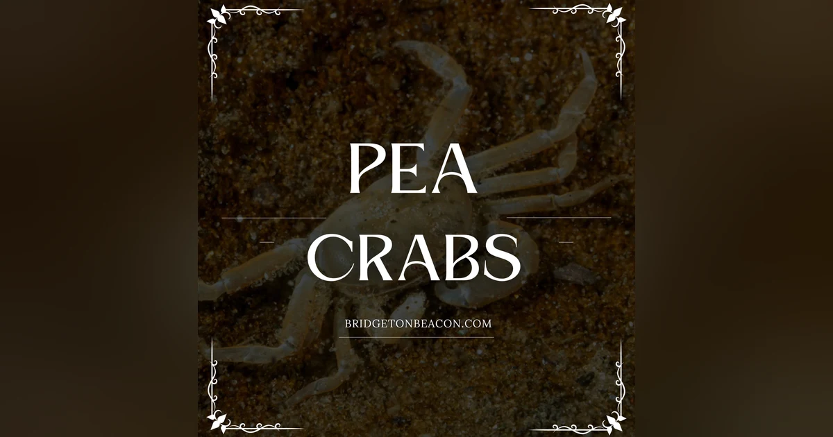 Pea Crabs in Your Oysters 🦀 How About That