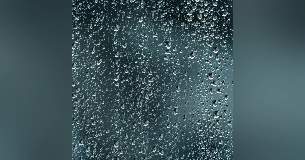 5 Hours of Serene Snowfall and Moderate Rain on Trees | Overcast Day Ambience