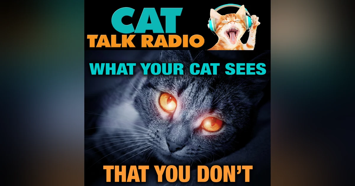 What Your Cat Sees That You Don't (And What You See That They Don't!)