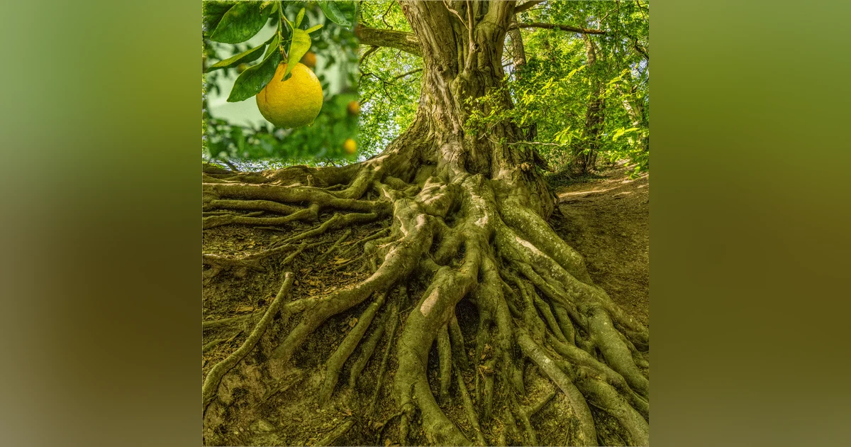 Root vs Fruit