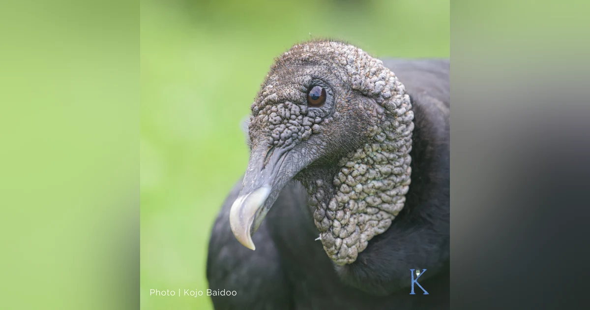 Nature’s Janitors | With Kojo Baidoo, Naturalist and Ecologist