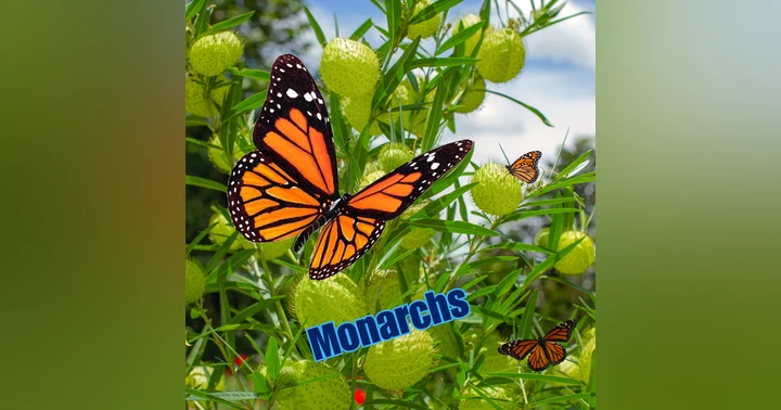 image for Backyard Monarch Rescue: A Step-by-Step Guide
