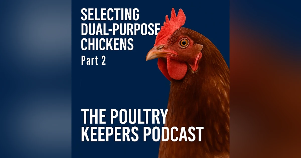 Selecting Dual-Purpose Chickens, Hands-On Traits That Matter For Meat and Eggs- Part 2
