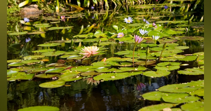 image for A Walk Around the Duck Pond | Finding Peaceful Nature in Busy Places