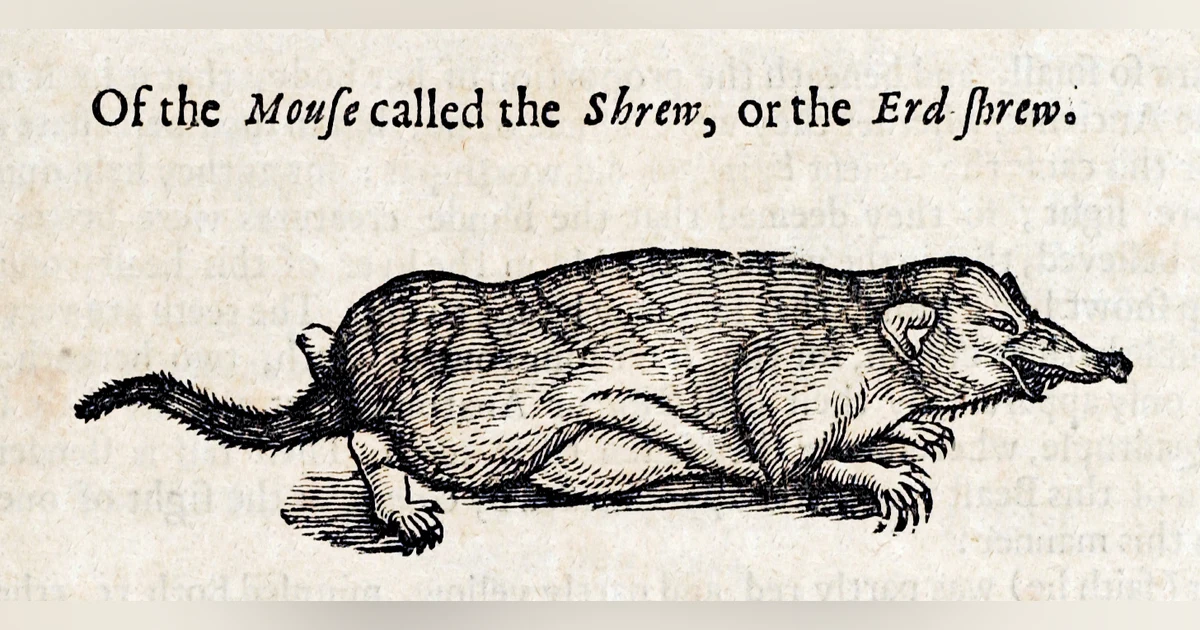 The Culture of The Shrew in Early Modern Europe: A Conversation with Dr Natalia Pikli