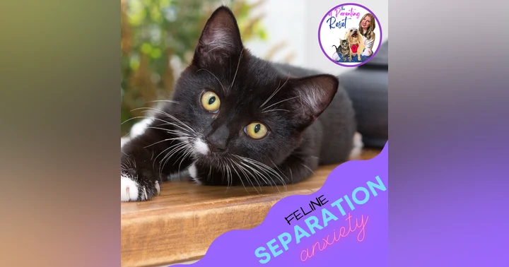 image for Separation Anxiety in Cats