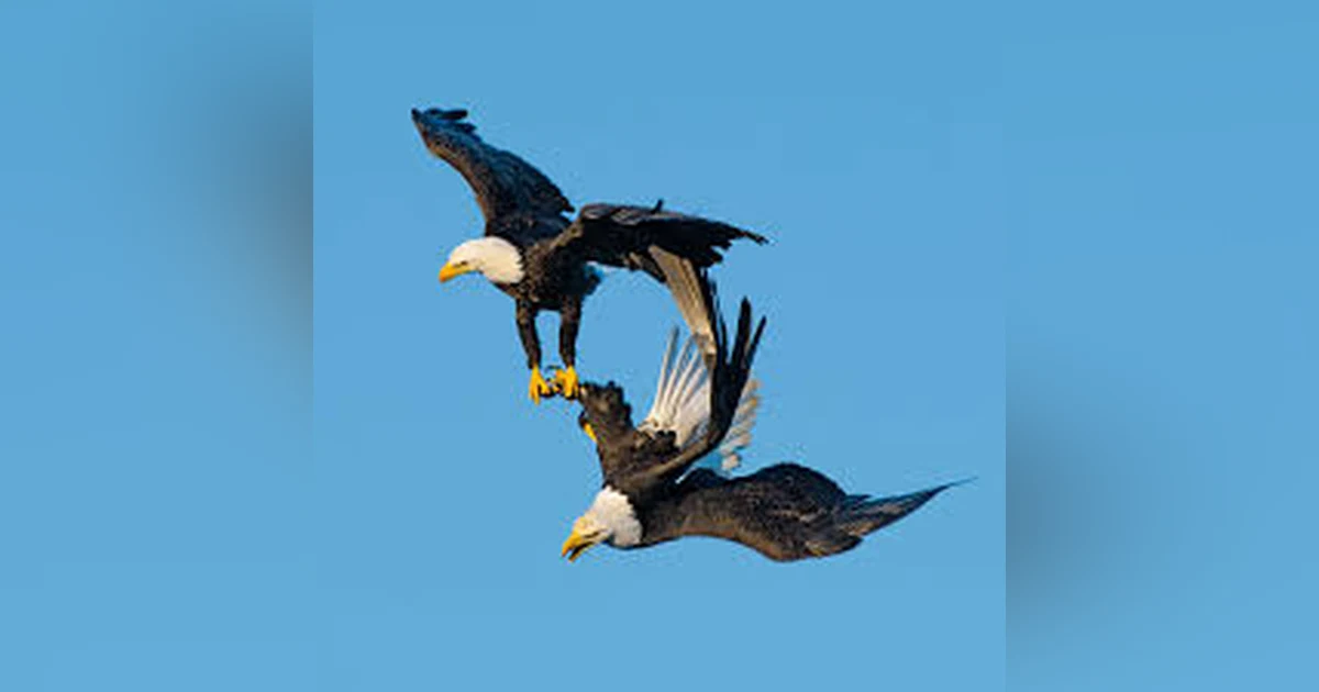 We Googled Eagle Sex for You