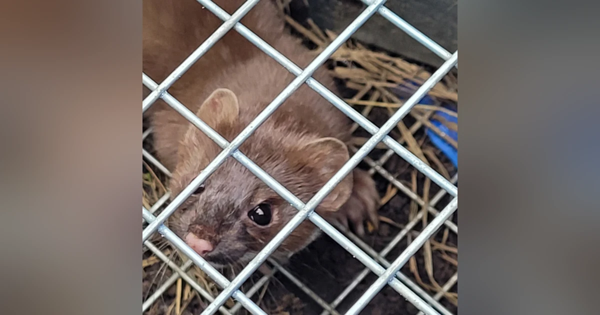 Weasels