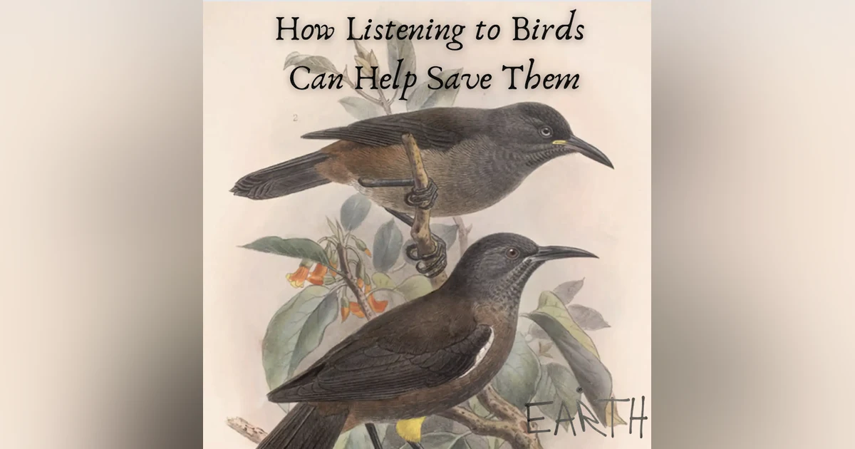 How Listening to Birds Can Help Save Them
