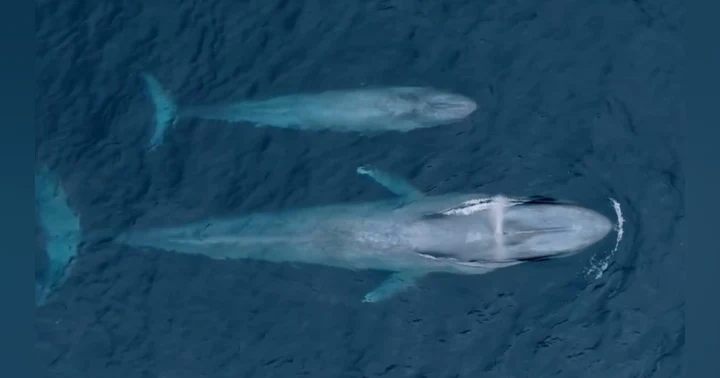 image for The Women and the Whales