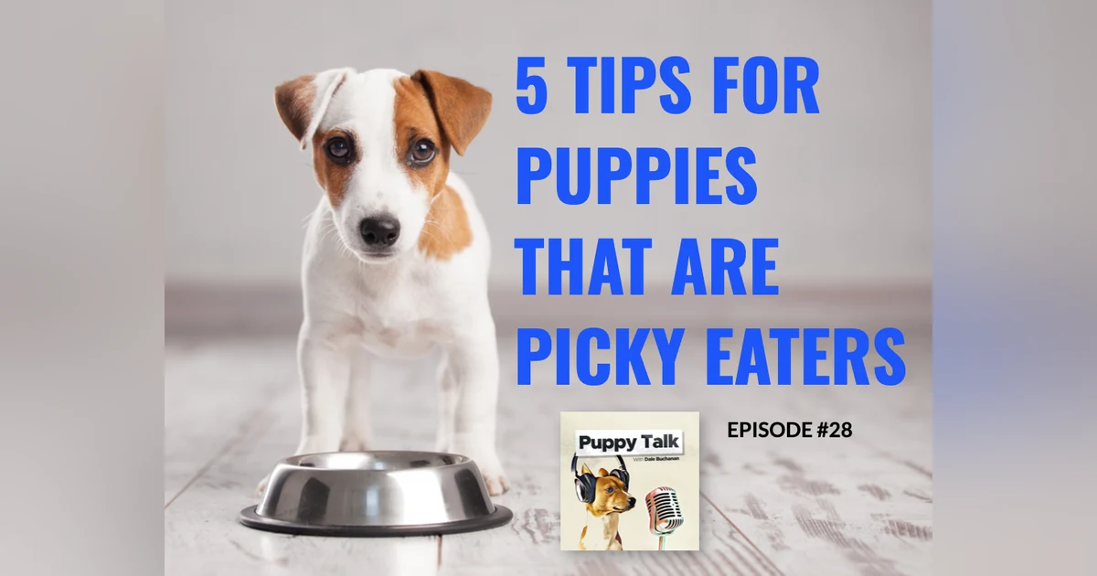 5 Tips for Puppies That Are Picky Eaters