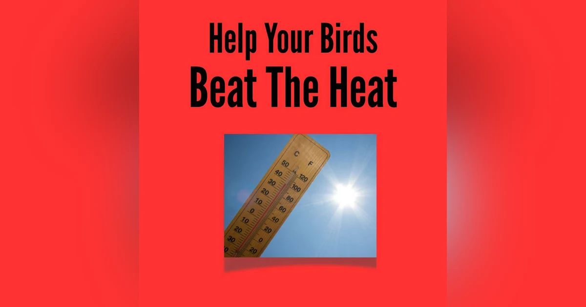Beat the Heat: Proven Ways to Prevent Heat Stress in Your Birds-Part 1