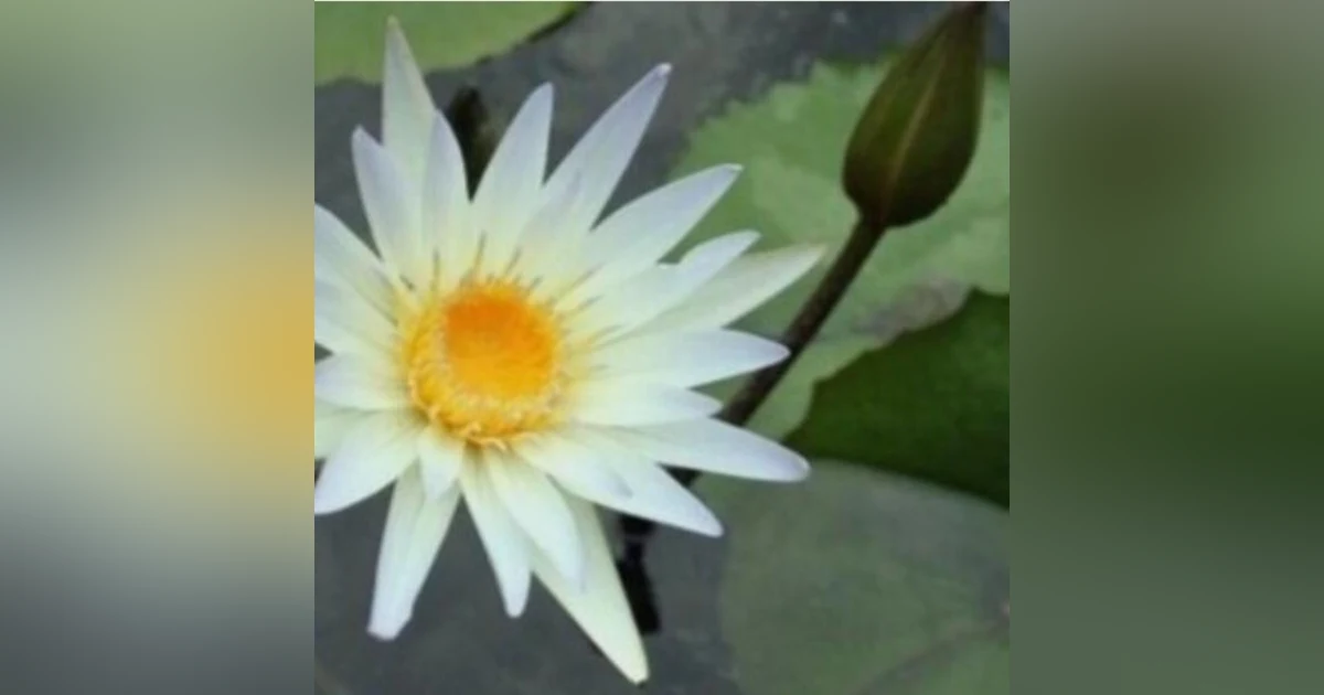 Ian Ferguson -- White Lotus of Light