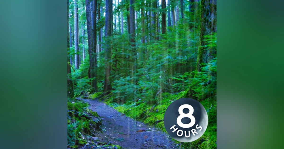 Sleep, Study or Focus with Rain Sounds in The Woods White Noise | 8 Hours